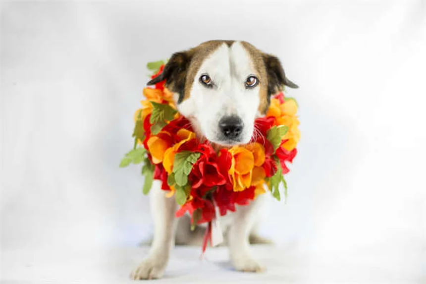 Bultos en perros: cómo identificar si son benignos o cancerosos