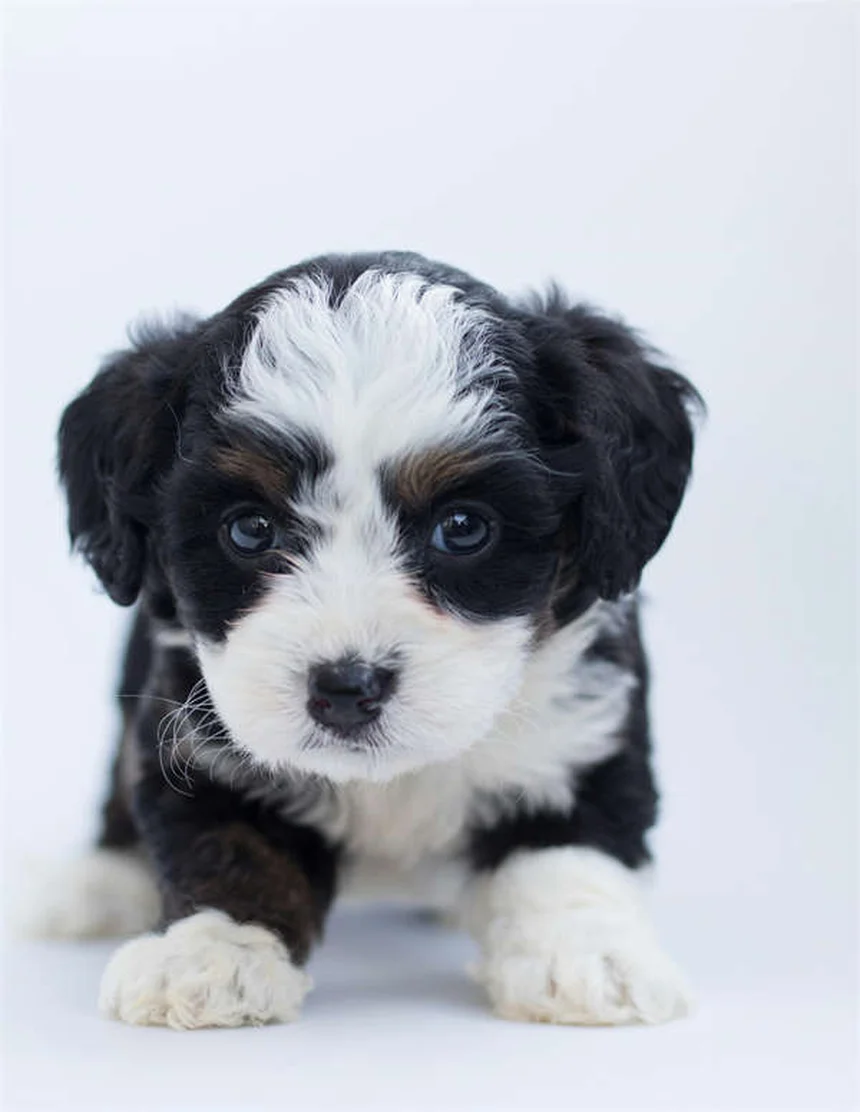 Garrapatas de madera: cómo proteger a tu mascota de estos peligrosos parásitos
