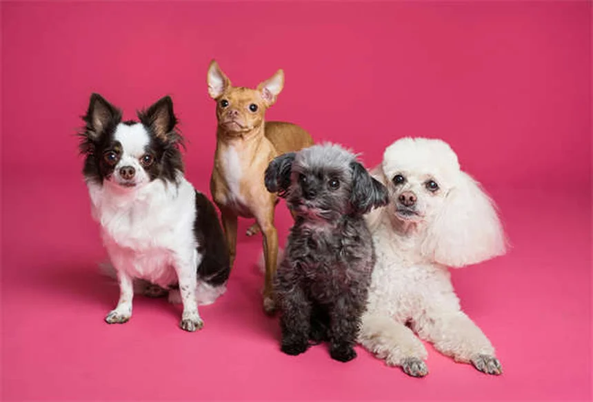 Cómo cuidar a un perro mayor: 7 consejos esenciales para su bienestar