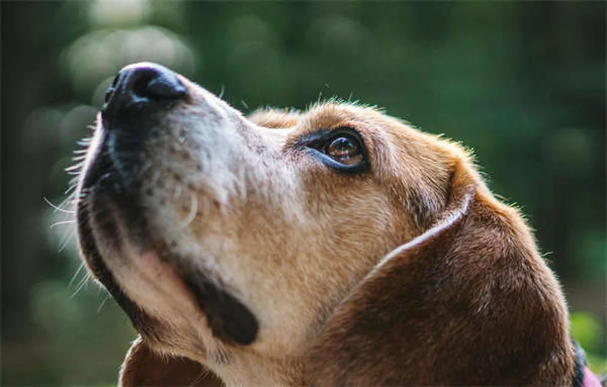 Cómo cuidar a un perro mayor: 7 consejos esenciales para su bienestar