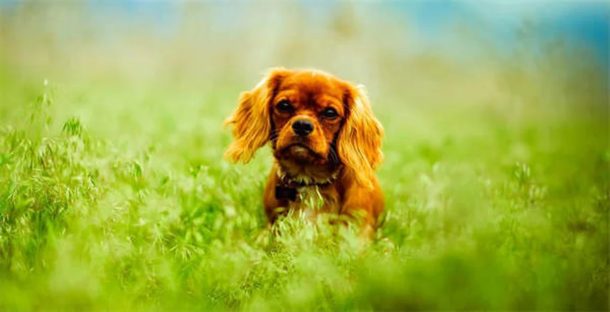 Cómo cuidar a un perro mayor: 7 consejos esenciales para su bienestar