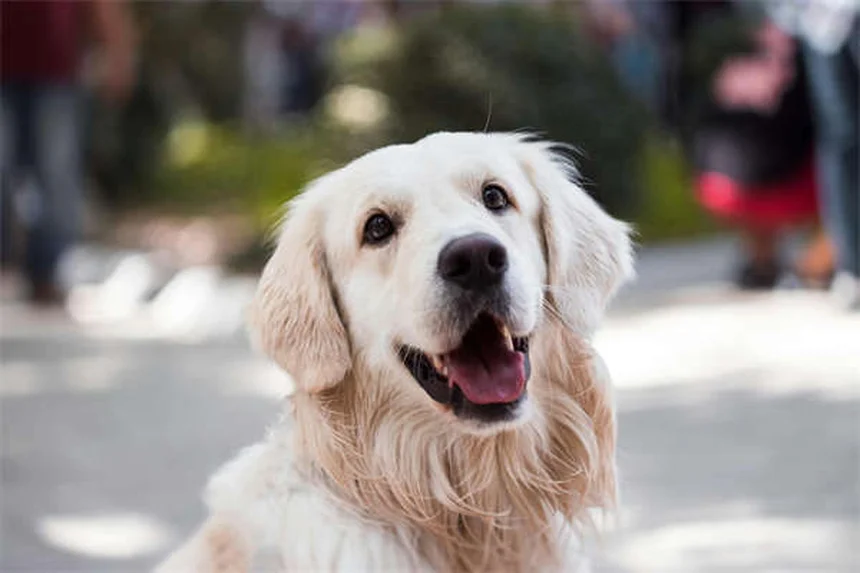 Vacuna contra Lyme para perros: ¿Realmente la necesita tu mascota?