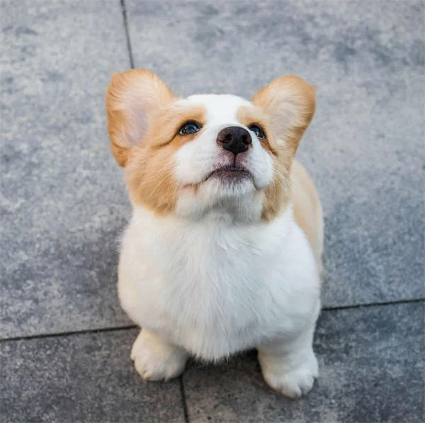 6 Secretos de Peluquería Canina Que Tu Groomer Quiere Que Sepas