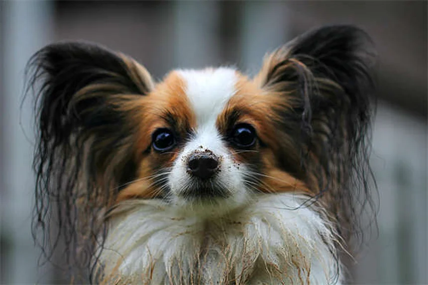 6 Secretos de Peluquería Canina Que Tu Groomer Quiere Que Sepas