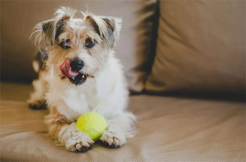 5 formas infalibles para fortalecer los huesos de tu perro