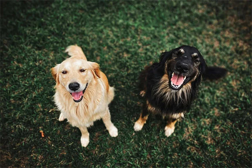 5 formas infalibles para fortalecer los huesos de tu perro