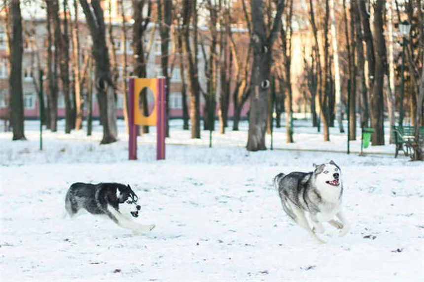 Tipos de sangre en perros: Todo lo que necesitas saber sobre transfusiones caninas