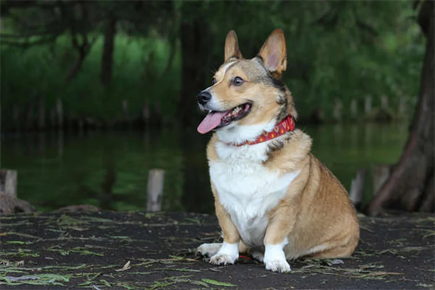 Tipos de sangre en perros: Todo lo que necesitas saber sobre transfusiones caninas