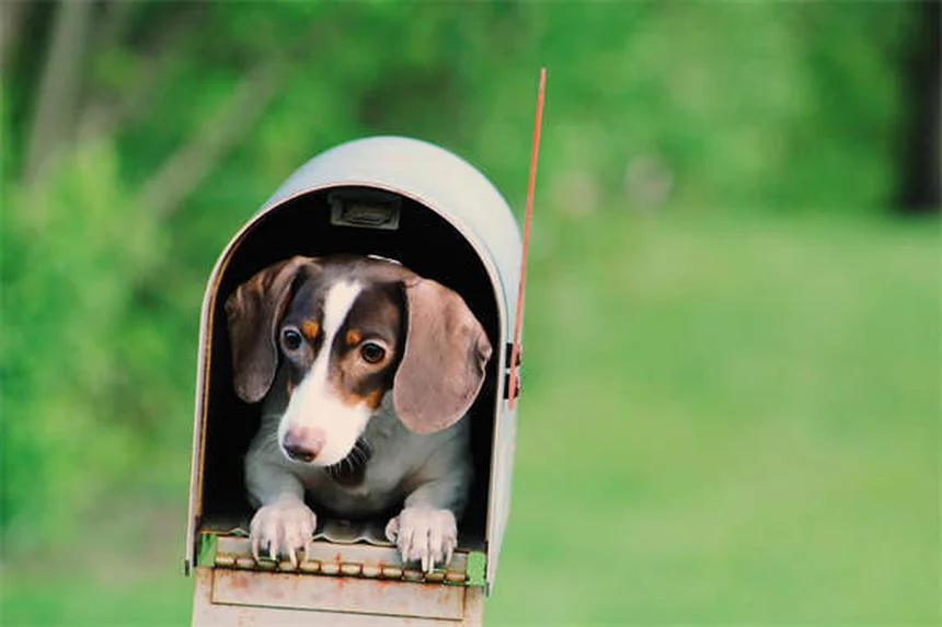 Tipos de sangre en perros: Todo lo que necesitas saber sobre transfusiones caninas