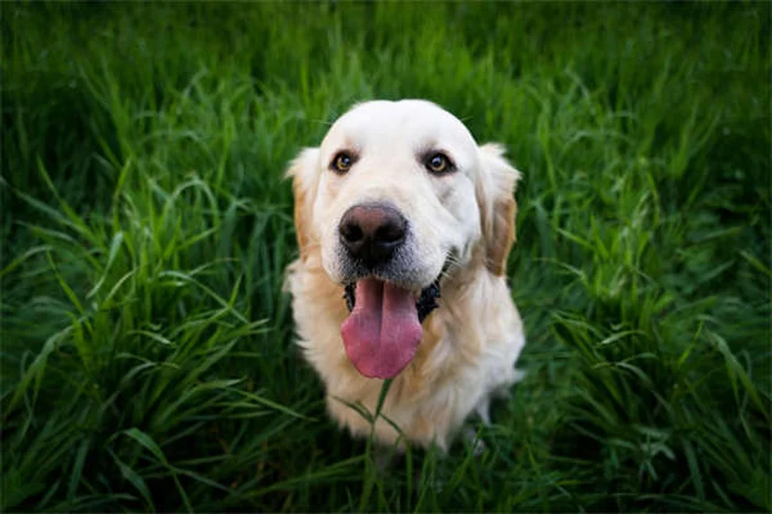¿Cómo evitar caídas por mascotas? 5 consejos probados